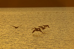 Lake in the morning : 